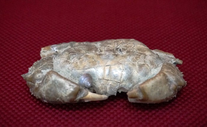 Bất[-]ngờ[-]với[-]hơn[-]40[-]mẫu[-]hóa[-]thạch[-]cua[-]đá[-]ở[-]Đà[-]Nẵng