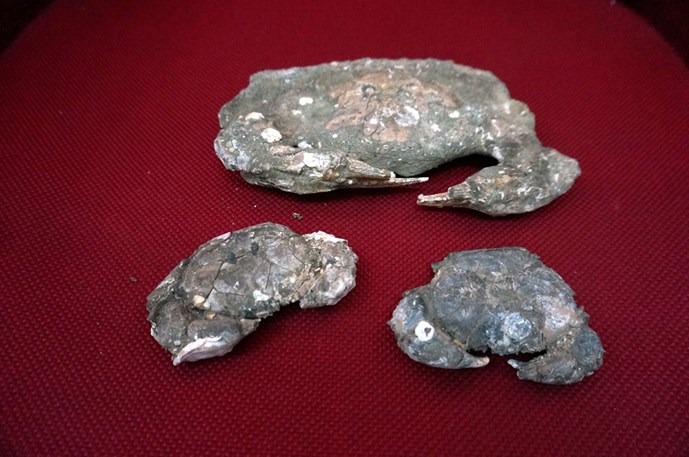 Bất[-]ngờ[-]với[-]hơn[-]40[-]mẫu[-]hóa[-]thạch[-]cua[-]đá[-]ở[-]Đà[-]Nẵng