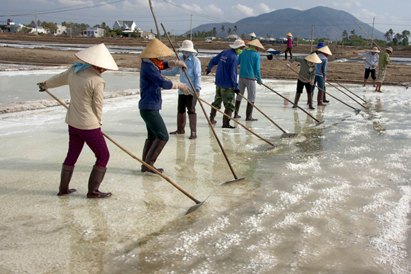 [-]Thu[-]hoạch[-]muối