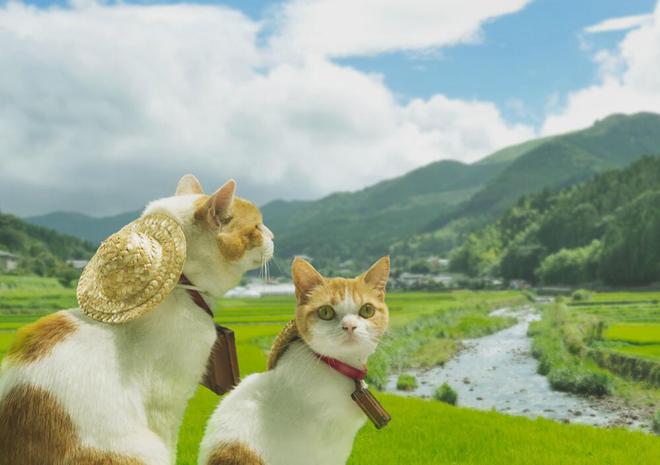 Đôi[-]mèo[-]siêu[-]kute[-]đi[-]du[-]lịch[-]khắp[-]Nhật[-]Bản