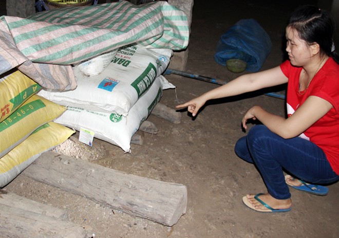 Đối[-]mặt[-]hổ[-]mang[-]chúa[-]dài[-]3,1[-]mét[-]ở[-]miền[-]Tây