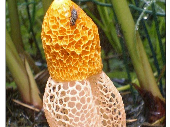 Loài[-]nấm[-]kỳ[-]lạ[-]ngửi[-]vào[-]có[-]thể[-]đạt[-]cực[-]khoái