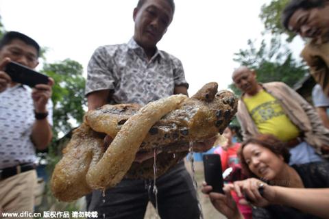 Phát[-]hiện[-]dị[-]vật[-]nghi[-]là[-]nấm[-]linh[-]chi[-]trường[-]sinh