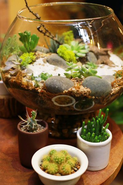 Thú[-]chơi[-]cây[-]mini[-]trong[-]bình[-]thủy[-]tinh