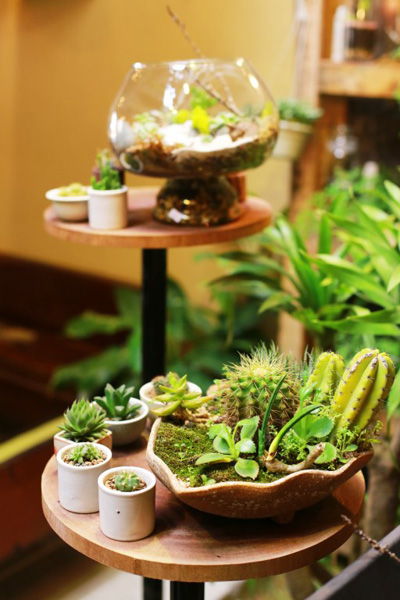 Thú[-]chơi[-]cây[-]mini[-]trong[-]bình[-]thủy[-]tinh