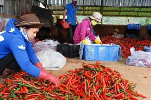 [-]EU[-]dọa[-]cấm[-]rau[-]quả[-]Việt:[-]Cục[-]BVTV[-]xắn[-]tay[-]vào[-]việc!
