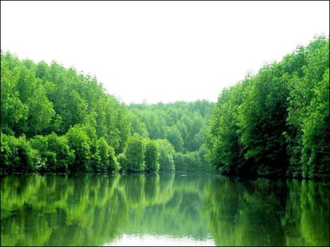 [-]Mô[-]hình[-]“Đồng[-]quản[-]lý”[-]đang[-]lấy[-]lại[-]màu[-]xanh[-]cho[-]rừng[-]ven[-]biển