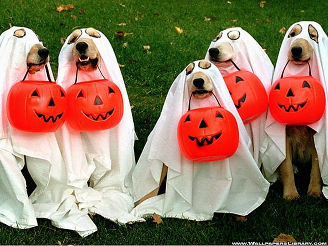 Những[-]con[-]số[-]ấn[-]tượng[-]về[-]Halloween