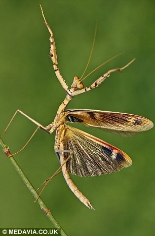 [-]”Vũ[-]điệu[-]xin[-]chết”[-]của[-]bọ[-]ngựa[-]đực