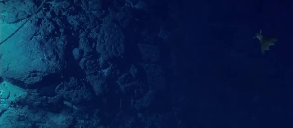 Ảnh[-]khó[-]tin[-]về[-]sinh[-]vật[-]dưới[-]đáy[-]đại[-]dương