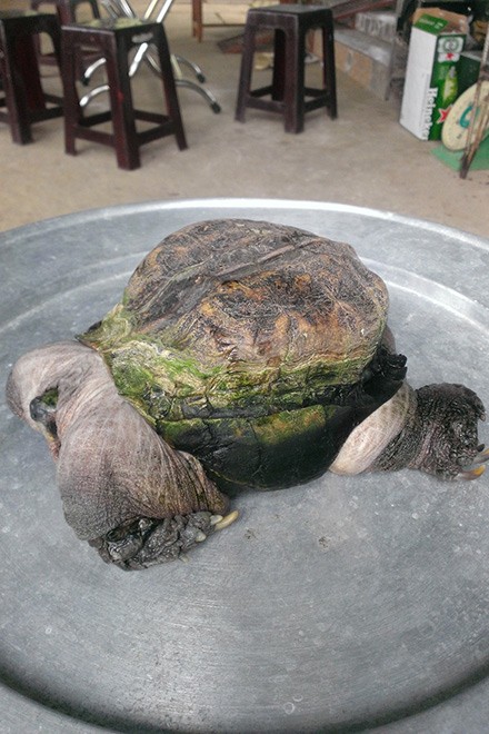 Phát[-]hiện[-]con[-]rùa[-]'siêu[-]dị'[-]ở[-]Tiền[-]Giang[-]