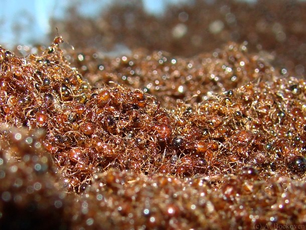 Khám[-]phá[-]khó[-]tin[-]nhưng[-]có[-]thật[-]về[-]loài[-]kiến[-]
