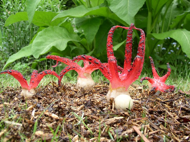 Loài[-]nấm[-]có[-]hình[-]dạng[-]giống[-]bàn[-]tay[-]