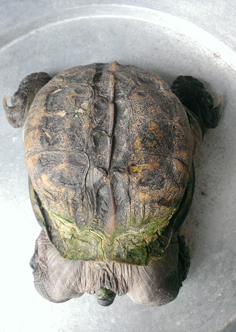 Phát[-]hiện[-]con[-]rùa[-]'siêu[-]dị'[-]ở[-]Tiền[-]Giang[-]