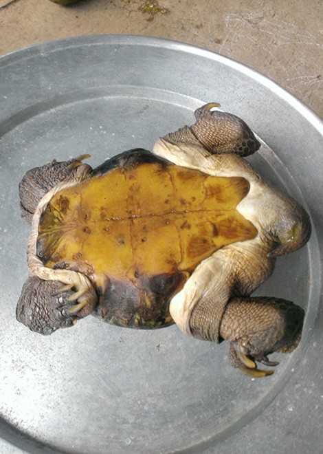 Phát[-]hiện[-]con[-]rùa[-]'siêu[-]dị'[-]ở[-]Tiền[-]Giang[-]