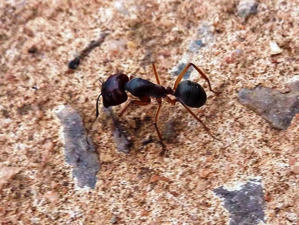 Khám[-]phá[-]khó[-]tin[-]nhưng[-]có[-]thật[-]về[-]loài[-]kiến