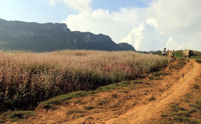 [-]Xín[-]Mần[-]mùa[-]hoa[-]tam[-]giác[-]mạch[-]