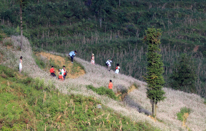 [-]Xín[-]Mần[-]mùa[-]hoa[-]tam[-]giác[-]mạch[-]