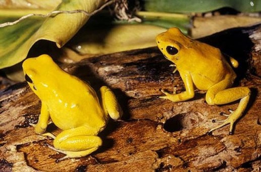 Sự nguy hiểm đáng sợ của những sinh vật tí hon