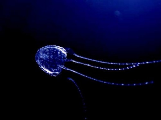 Sự nguy hiểm đáng sợ của những sinh vật tí hon