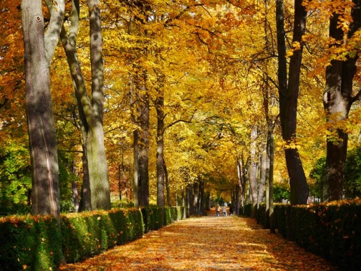 Loạt ảnh mùa thu Berlin đẹp như tranh 1