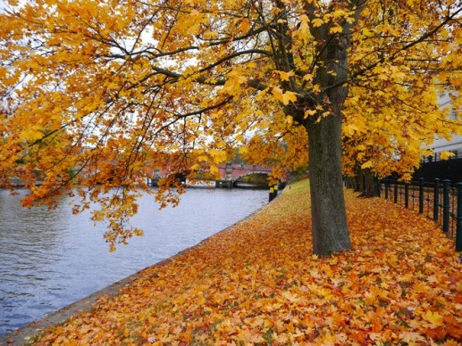 Loạt ảnh mùa thu Berlin đẹp như tranh 2