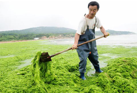 Một[-]ngư[-]dân[-]giúp[-]dọn[-]dẹp[-]đống[-]tảo[-]trên[-]bãi[-]biển.