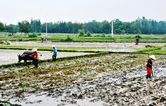 Gần[-]212.000[-]ha[-]lúa[-]Đông[-]Xuân[-]gieo[-]trước[-]lịch[-]có[-]thể[-]rủi[-]ro[-]cao