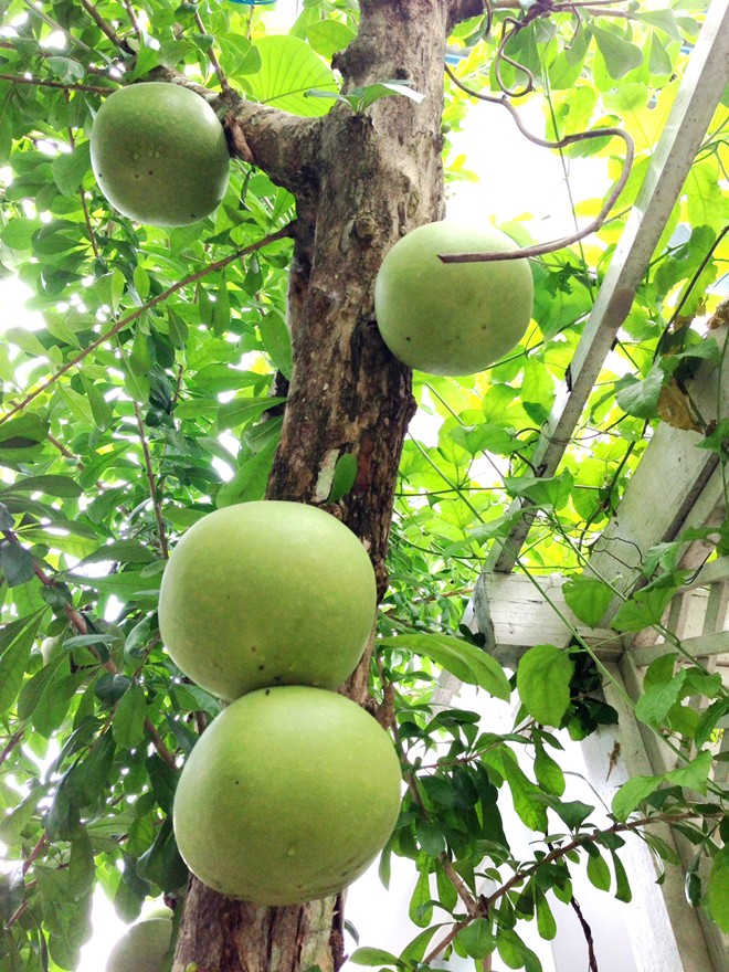 Độc[-]đáo:[-]Đào[-]tiên[-]hồ[-]lô[-]giá[-]hơn[-]1[-]triệu[-]đồng/cặp[-]ở[-]miền[-]Tây