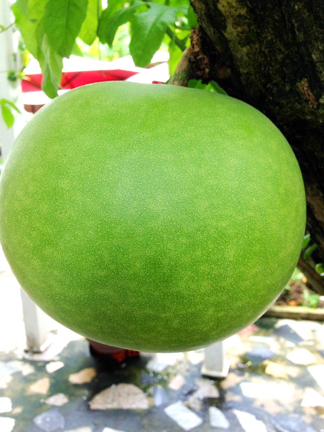 Độc[-]đáo:[-]Đào[-]tiên[-]hồ[-]lô[-]giá[-]hơn[-]1[-]triệu[-]đồng/cặp[-]ở[-]miền[-]Tây