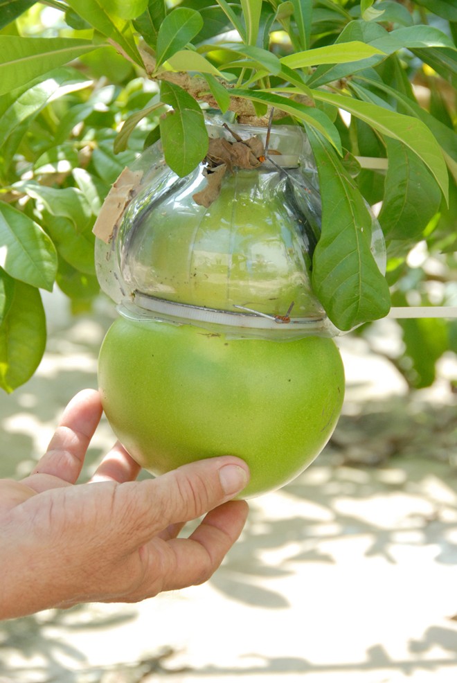 Độc[-]đáo:[-]Đào[-]tiên[-]hồ[-]lô[-]giá[-]hơn[-]1[-]triệu[-]đồng/cặp[-]ở[-]miền[-]Tây