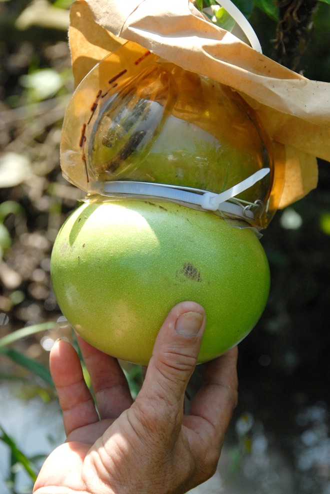Độc[-]đáo:[-]Đào[-]tiên[-]hồ[-]lô[-]giá[-]hơn[-]1[-]triệu[-]đồng/cặp[-]ở[-]miền[-]Tây