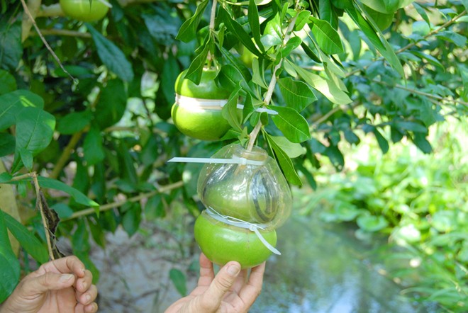 Độc[-]đáo:[-]Đào[-]tiên[-]hồ[-]lô[-]giá[-]hơn[-]1[-]triệu[-]đồng/cặp[-]ở[-]miền[-]Tây