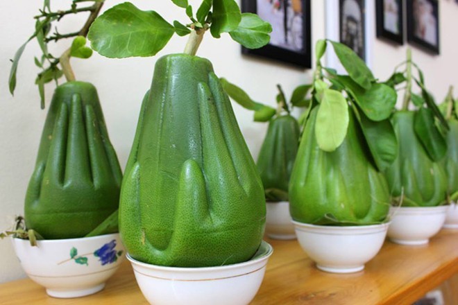 Bưởi[-]hình[-]tay[-]Phật[-]chưng[-]Tết[-]có[-]giá[-]một[-]triệu[-]đồng/quả[-]?