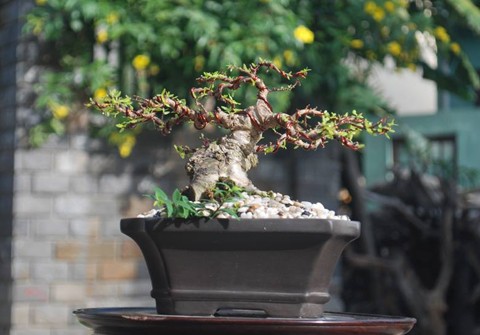 Hốt[-]bạc[-]nhờ[-]siêu[-]phẩm[-]"cây[-]trong[-]lòng[-]bàn[-]tay"