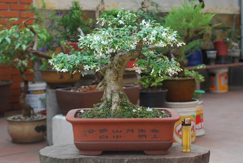 Hốt[-]bạc[-]nhờ[-]siêu[-]phẩm[-]"cây[-]trong[-]lòng[-]bàn[-]tay"
