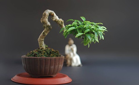 Hốt[-]bạc[-]nhờ[-]siêu[-]phẩm[-]"cây[-]trong[-]lòng[-]bàn[-]tay"