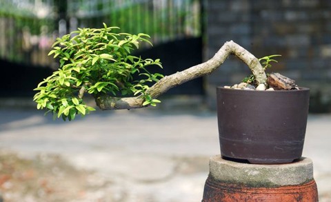 Hốt[-]bạc[-]nhờ[-]siêu[-]phẩm[-]"cây[-]trong[-]lòng[-]bàn[-]tay"