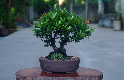 Hốt[-]bạc[-]nhờ[-]siêu[-]phẩm[-]"cây[-]trong[-]lòng[-]bàn[-]tay"