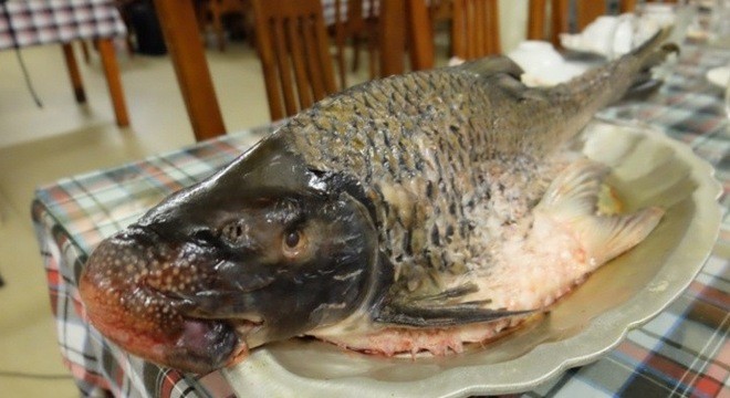 "Văn[-]Lang[-]đệ[-]nhất[-]ngư"[-]nặng[-]5[-]-[-]7kg[-]là[-]không[-]tưởng[-]