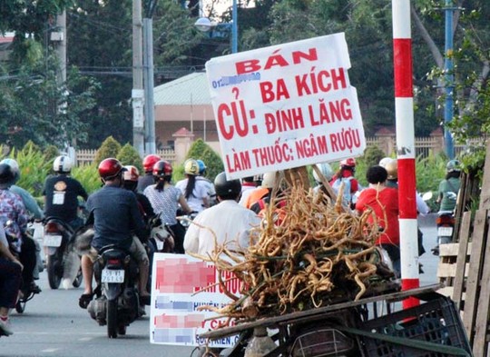 Cây nở ngày đất bán đầy đường Sài Gòn vì tin đồn "thần dược"