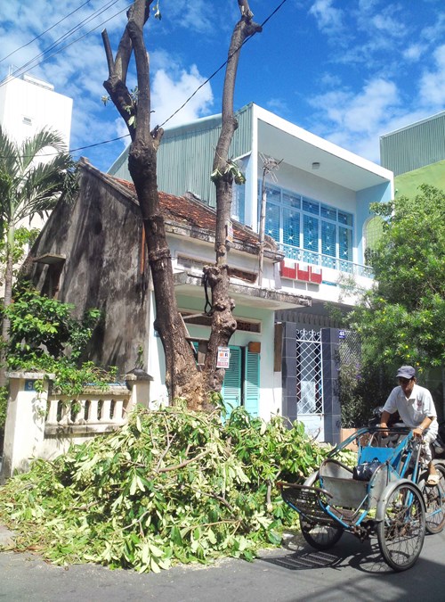 [-]Hoa[-]sữa[-]ở[-]Quy[-]Nhơn,[-]từ[-]"cuồng[-]yêu"[-]thành[-]"bức[-]tử"