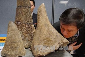 Buôn[-]bán[-]sừng[-]tê[-]giác[-]là[-]hành[-]vi[-]bị[-]cấm[-](Nguồn:[-]AFP/TTXVN)