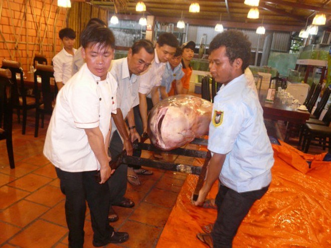 [-]Cận[-]cảnh:Cá[-]tra[-]dầu[-]gần[-]230[-]kg[-]về[-]TP.HCM