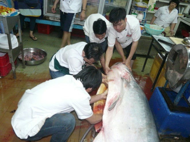 [-]Cận[-]cảnh:Cá[-]tra[-]dầu[-]gần[-]230[-]kg[-]về[-]TP.HCM