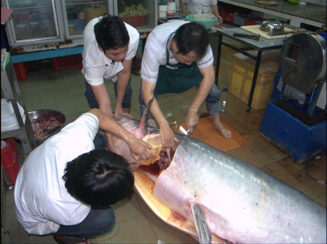 [-]Cận[-]cảnh:Cá[-]tra[-]dầu[-]gần[-]230[-]kg[-]về[-]TP.HCM