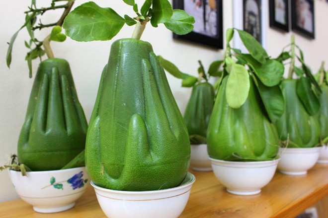 Kì[-]lạ:[-]Bưởi[-]bàn[-]tay[-]Phật[-]mới[-]xuất[-]hiện