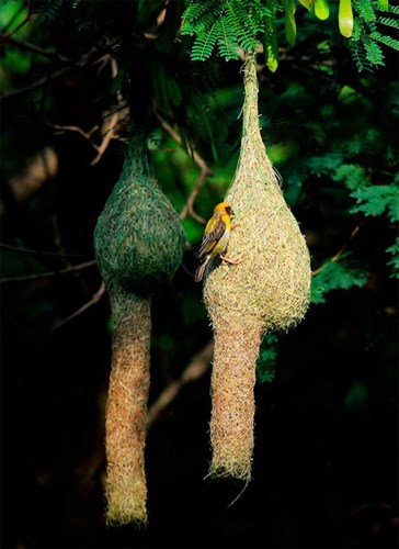 Những[-]kiến[-]trúc[-]độc[-]đáo[-]của[-]động[-]vật[-]đáng[-]chiêm[-]ngưỡng