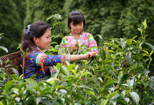 Phát[-]triển[-]kinh[-]tế[-]-[-]xã[-]hội[-]vùng[-]Tây[-]Bắc:[-]Đổi[-]mới[-]ở[-]bản[-]người[-]Mông[-]nơi[-]lưng[-]trời[-]Mỹ[-]Á
