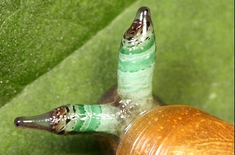 Mánh[-]khóe[-]độc[-]ác[-]của[-]những[-]sinh[-]vật[-]ăn[-]bám